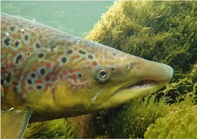 close-up of a salmon's head swimming among underwater plants